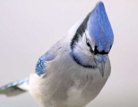 Blue Jayの写真素材
