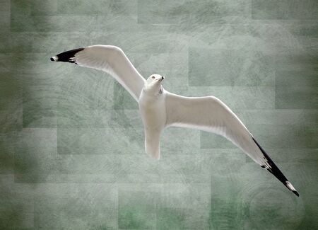 Seagull In Flight - textured green backgroundの写真素材