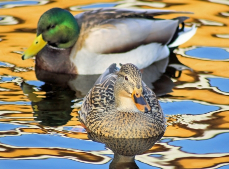 Mallard Pair - male and female, on beautiful reflective watersの写真素材