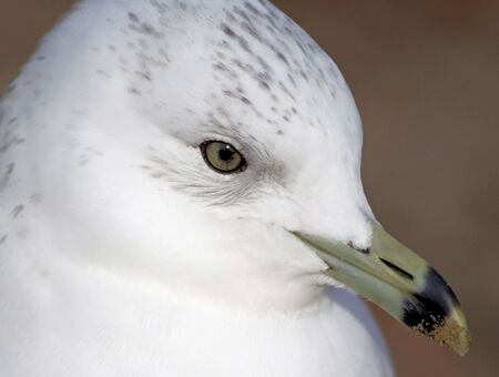 Ring Billed Seagull - grains of beach sand on its beakの写真素材