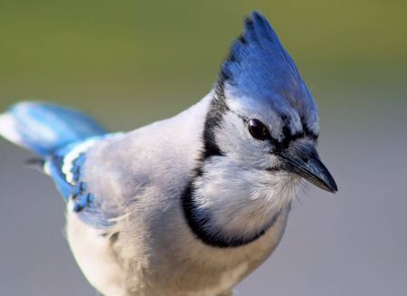 Blue Jayの写真素材