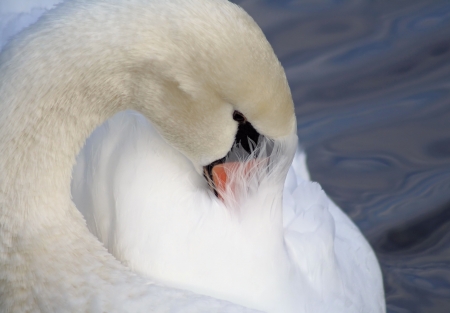 Beautiful Swan Preening Her Feathersの写真素材