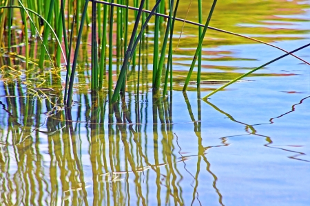 Reeds Reeds