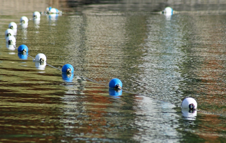 Blue and white buoys roped together on public beach as boundary markersの写真素材
