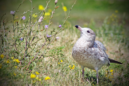 A Young Seagull stops to look at the Wildflowersの写真素材