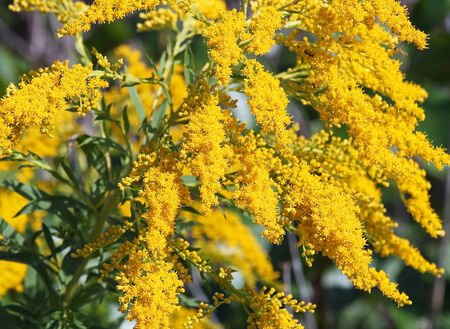 Bright yellow flowers of the Goldenrod.  Considered a weed yet is also medicinal and edibleの写真素材
