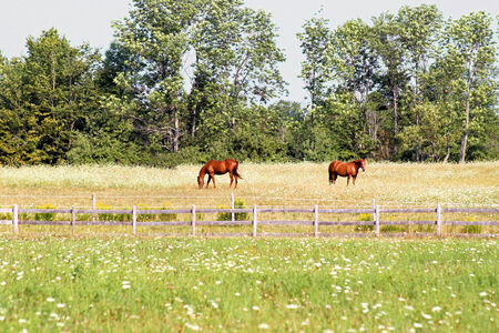Horses grazing in a flower filled meadowの写真素材