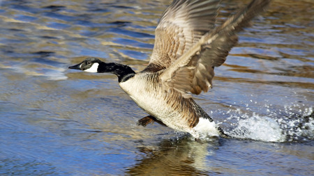 The Canada Goose taking to flight from beautiful blue watersの写真素材
