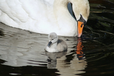 Beautiful Mute Swan with her 3 day old baby cygnetの写真素材