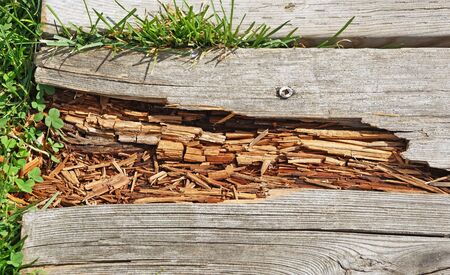 Rotting wood on boardwalk path in need of repairの写真素材