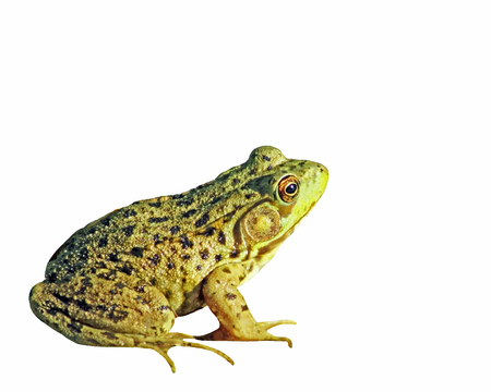 The GREEN FROG isolated on a white backgroundの写真素材