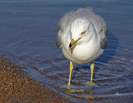 Seagull walking along shoreline in water looking for food.  Beak slightly open, head looking downの写真素材