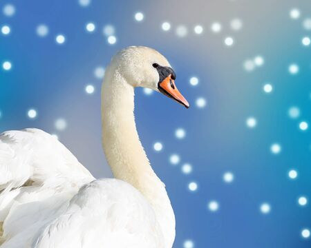 Beautiful elegant Swan against a falling snow and blue sky backgroundの写真素材