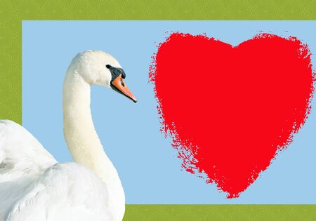 Beautiful Swan with a Valentine Heart and space for messageの写真素材