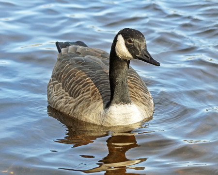 The Canada Goose swimming on blue rippling watersの写真素材