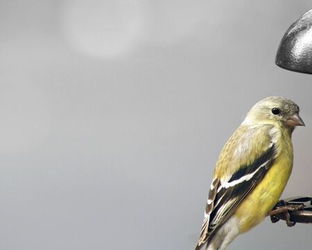 Yellow Finch sitting on edge of an outdoor bird feeder and looking at cameraの写真素材