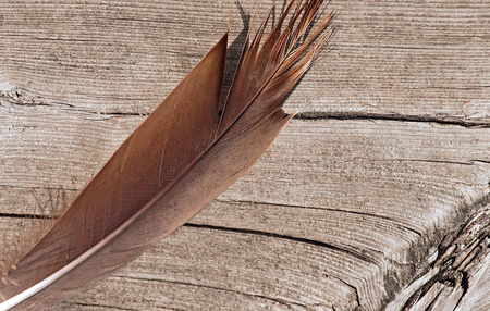 Bird Feather laying on old wood surface of dockの写真素材