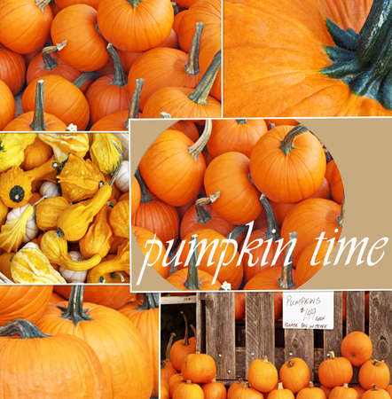 Collage of Pumpkin photos ideal for Thanksgivingの写真素材
