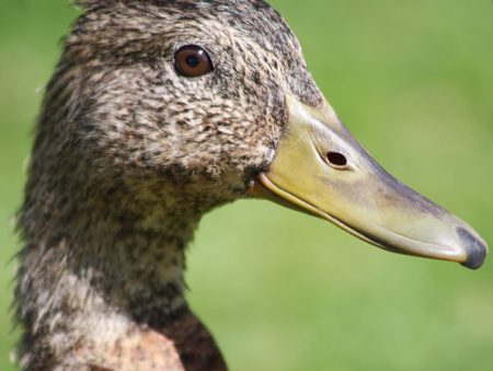 Young Mallard Duck female - also called a Henの写真素材