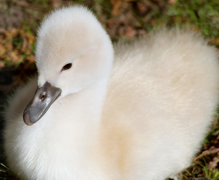 Soft and fluffy two day old baby Mute Swanの写真素材