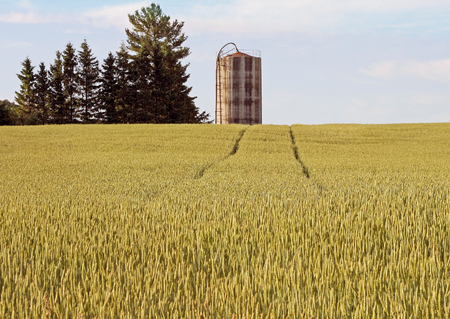 Natural organic wheat growing in a Farmer's fieldの写真素材