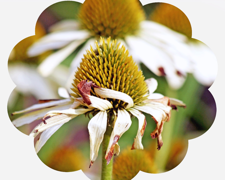 Golden seeds of the Cone Flower plant.  White petals are withered and faded at the end of summerの写真素材
