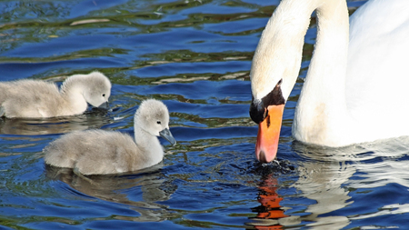 Mute Swan mother and her two tiny baby Cygnets swim and feed in the waterの写真素材