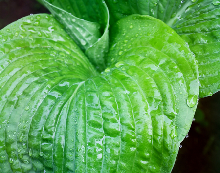The beautiful and lush green leaves of the Hosta plant after a spring rainの写真素材
