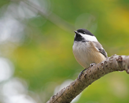 Tiny Black Capped Chickadee perched on a tree branchの写真素材