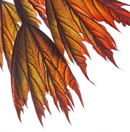 Closeup of newly sprouted leaves of a Red Maple Tree in early Spring