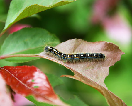 The Tent Caterpillar native to North America shown on a leaf