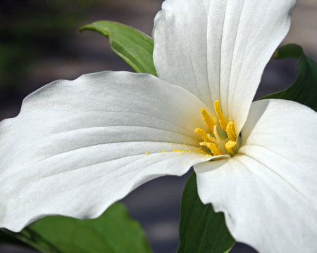 The beautiful Trillium Flower also known as the Wood Lily. Golden yellow pollen cover the stamen center of the flower.  This flower is the Floral Emblem for Ontario Canadaの写真素材