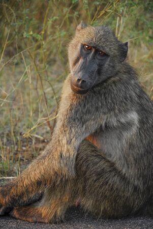 Cute monkey in the bush of Kruger National Park, Limpopo, South Africaの写真素材
