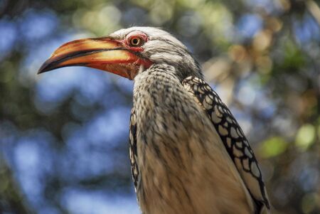 Hornbill bird in Kruger, South Africaの写真素材