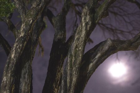 Tree branches at night with moon on background