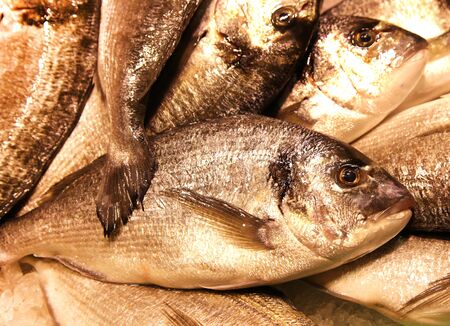 mediterranean fish