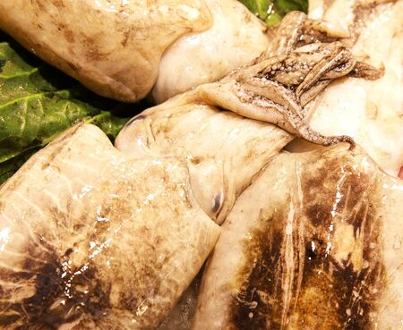 fresh Mediterranean squids on market in barcelona