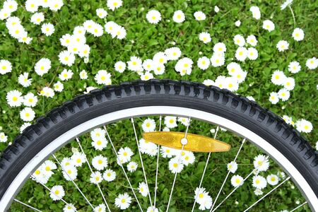 bicycle wheel on green meadow background with white daisies