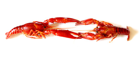 fighting two freshwater crayfish red european  on white backgroundの写真素材