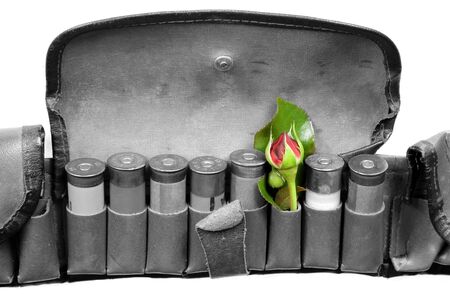 very old vintage sporting cartridge belt with one flower instead shot isolated on white representing peaceの写真素材