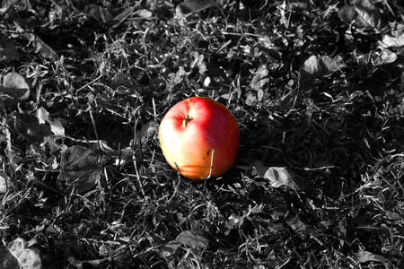 red colored apple on grey grassの写真素材