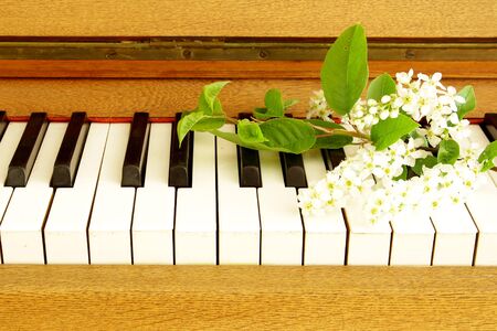 vintage piano keyboard with spring bird cherry tree flower branch ebony and ivoryの写真素材