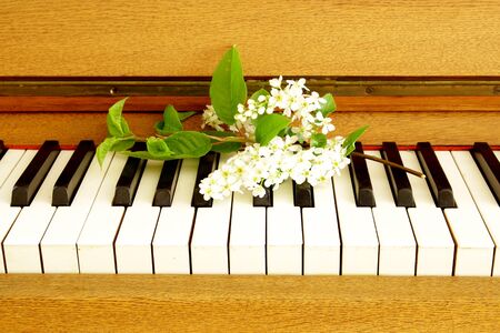 vintage piano keyboard with spring bird cherry tree flower branch ebony and ivoryの写真素材