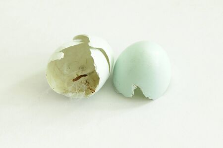 thrush blue eggshell two halves after just hatched newborn bird