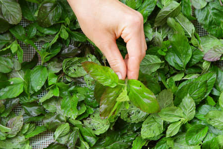 skilled woman hands gathering collecting green tea raw leaves and preparing for drying close-up frame の写真素材