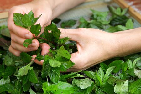 skilled woman hands gathering collecting green tea raw leaves and preparing for drying close-up frame の写真素材