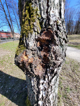 chaga mushroom inonotus obliquus on birch parasitic medicine health