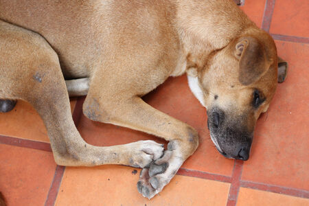 A Vagabond Dog in the templeの写真素材