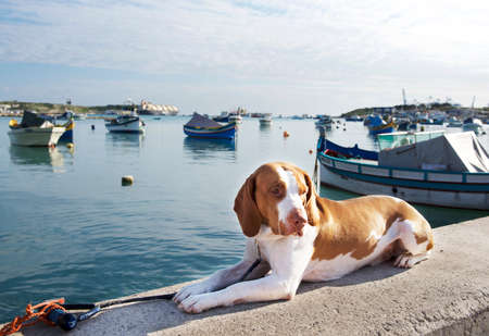 MARSAXLOKK, MALTA - marc 8,2019: dog relaxing in fishing village Marsaxlokk with boats in the background. Panoramic view of Marsaxlokk village with traditional boats luzzuのeditorial素材