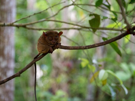 One small tarsier, little monkey in green blur background in Philippines, Bolhol islandの写真素材